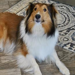 Olive - Shetland Sheepdog