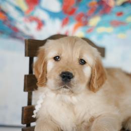 Ms White - Golden female Golden Retriever puppy in Las Vegas, Nevada from Geaux Dog