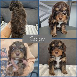 Colby - Brown and tan male Cockapoo puppy in Zanesville, Ohio from Southtown Doodles LLC