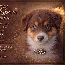 Australian Shepherd Puppies from Bon Temps Ranch