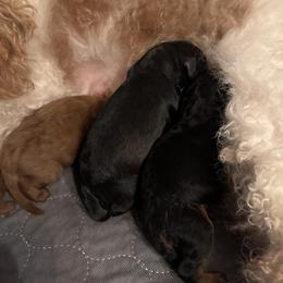 Girl 1 Name coming soon - Black and tan female Cavapoo puppy in Idaho Falls, Idaho from Freckle Paw Family
