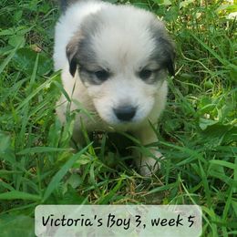 Boy 3 - White and badger male Great Pyrenees puppy in Nicholson, Georgia from Pony Trail Farm