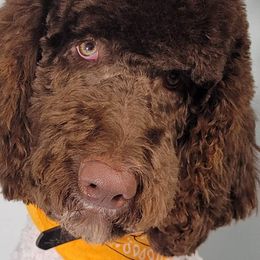 Jesús - Poodle