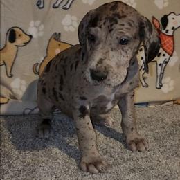 Nova - Merle female Great Dane puppy in Walker, Louisiana from La Rebel Danes