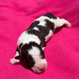 Lillian - Parti female Miniature Schnauzer puppy in Clover, South Carolina from Bobo’s Babies Kennels