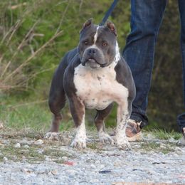 Omlettee - American Bully