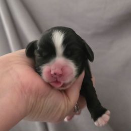 Dawn - Black female Cocker Spaniel puppy in Winston Salem, North Carolina from Cocker Cottage