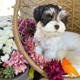Vern - Parti male Miniature Schnauzer puppy in Calera, Alabama from Tuck’s Farmstead