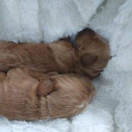 Goldendoodle and Poodle Puppies from Hatten Homestead Doodles