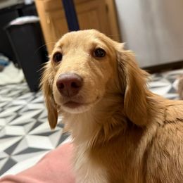 Banana - Dachshund