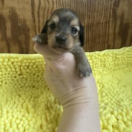 Honey - Cream female Dachshund puppy in Wolf Lake, Indiana from Canisteo Dachshunds