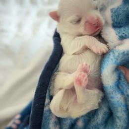 Yoshi - White male Maltese puppy in Mc Kinney, Texas from Made to Love Maltese LLC