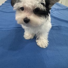 Maltese, Morkie, Poodle, Yorkipoo, and Yorkshire Terrier Puppies from Amy's puppy Love