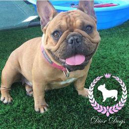 Monet  - French Bulldog