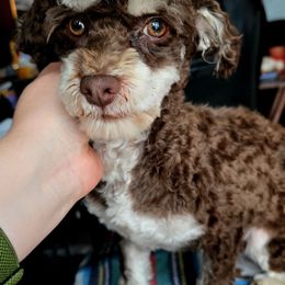 Hastings - Havanese