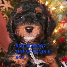 Red Herring - Phantom male Poodle puppy in Mansfield Center, Connecticut from Arrfs Poodles