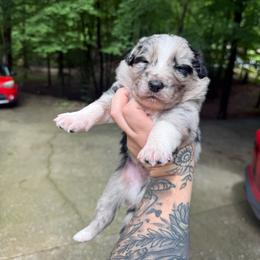 Rowen - Slate merle male Border Collie puppy in Fortson, Georgia from Southern Wind Farms