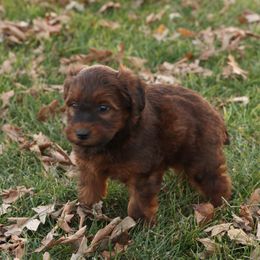Reese - Red male Whoodle puppy in West Bend, Iowa from Blue Skies Terriers
