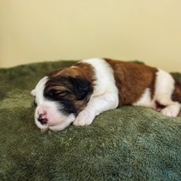 Bernedoodle and Bernese Mountain Dog Puppies from KEE Bernedoodles