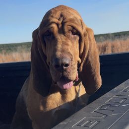 Harleigh  - Bloodhound