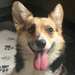 Roxy - Pembroke Welsh Corgi