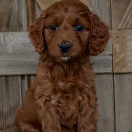 Female 2 - Purple Collar - Red female Irish Doodle puppy in Macedon, New York from Toodles Goldendoodles