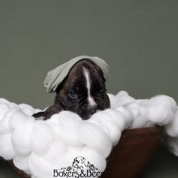 Green - Brindle male Boxer puppy in Catlett, Virginia from Honey and Coal Kennels