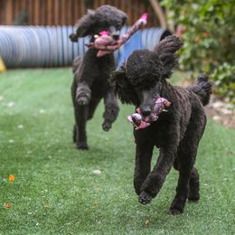 Poodle Puppies from Linden Poodles