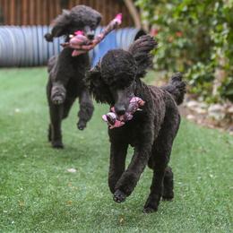 Poodle Puppies from Linden Poodles
