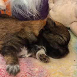 Wren - Sable female Mi-Ki puppy in Toronto, Ohio from Shekinah’s Mi-Kis & Cricket Hill’s Westies