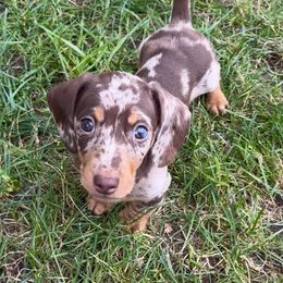 Dachshund Puppies from Weenie Bros
