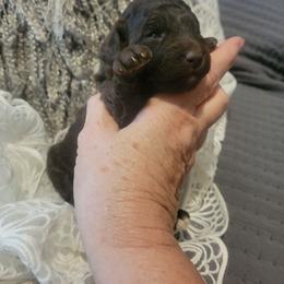Hazel - Brown female Poodle puppy in Arkansas from Harper's Pups