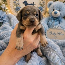 Baby Bear - Blue and cream male Dachshund puppy in Chino Valley, Arizona from Dachshund Family Love Breeders