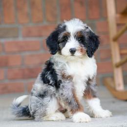 Tracker - Blue merle male Bernedoodle puppy in Dundee, Ohio from Down Home Doodle