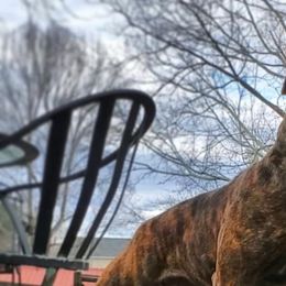 Staffordshire Bull Terriers from Steadfast Staffords