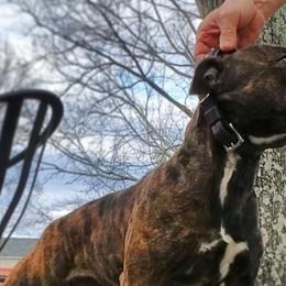 Staffordshire Bull Terriers from Steadfast Staffords