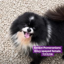 Envy will be spayed - Black female Pomeranian puppy in Kentucky from Em&M Pomeranians