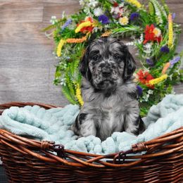 Neptune - Merle Goldendoodle puppy in Provo, Utah from Mendenhall Goldendoodles