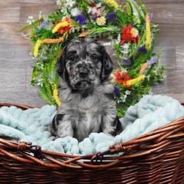 Neptune - Merle Goldendoodle puppy in Provo, Utah from Mendenhall Goldendoodles