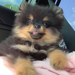 Pomeranians from KC Magical Poms