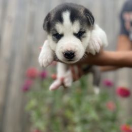 Siberian Husky Puppies from Husky Love and Pups