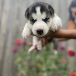 Siberian Husky Puppies from Husky Love and Pups