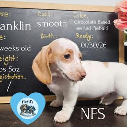 Franklin - Piebald male Dachshund puppy in Hoquiam, Washington from Heyd's Mini Dachshunds