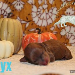 Onyx - Dapple female Dachshund puppy in Franklinton, Louisiana from Southern Grace Doxies