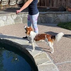 Nederlandse Kooikerhondjes from LoWi kooikers