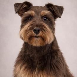 Brandi - Miniature Schnauzer