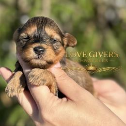 AKC RED SABLE FEMALE - Salt and pepper female Miniature Schnauzer puppy in Lake Placid, Florida from Love Giver Schnauzers