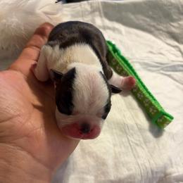 Light green collar boy - Brindle and white male Boston Terrier puppy in Sunnyside, Washington from Boston Terriers