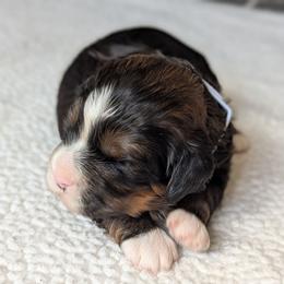 White - Tri-color male Bernedoodle puppy in Connecticut from Valley View Doodles