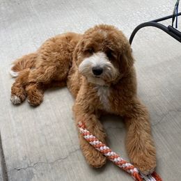 Dolly aka Lexie - Goldendoodle